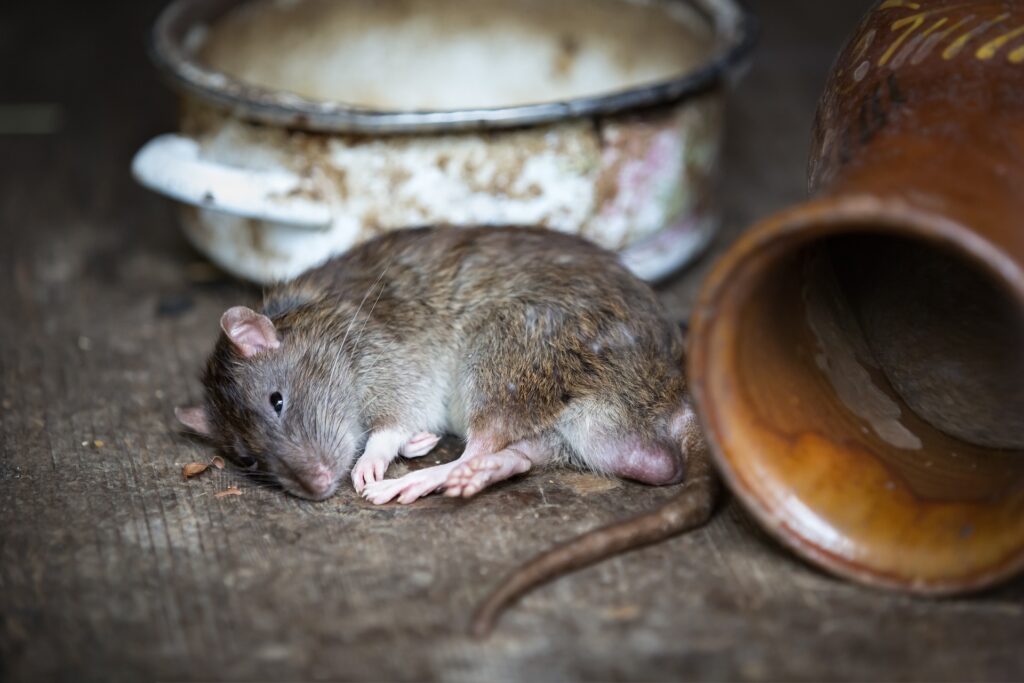 éradication des rats nuisible service 41
